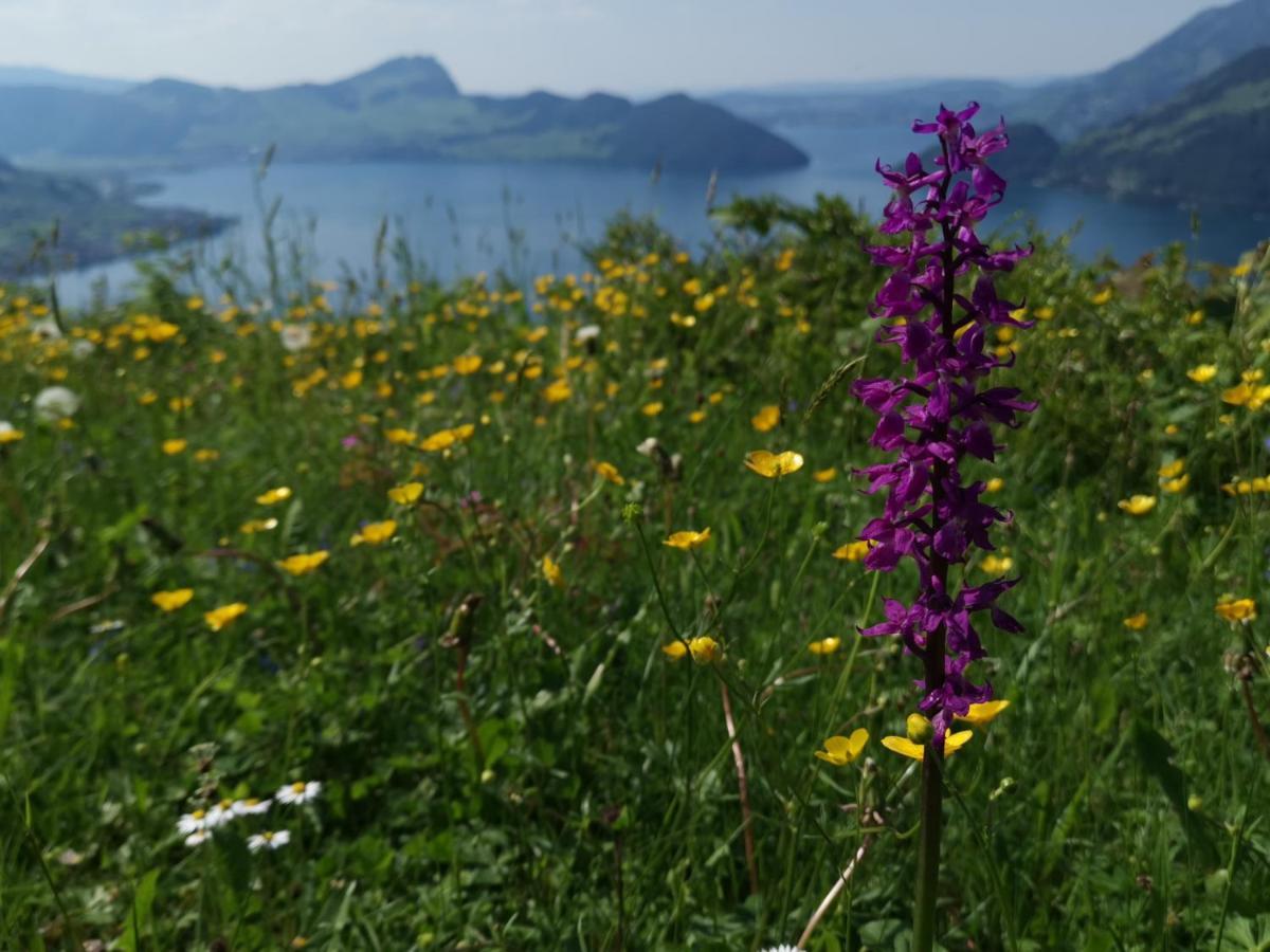 Bellavista Leilighet Emmetten Eksteriør bilde